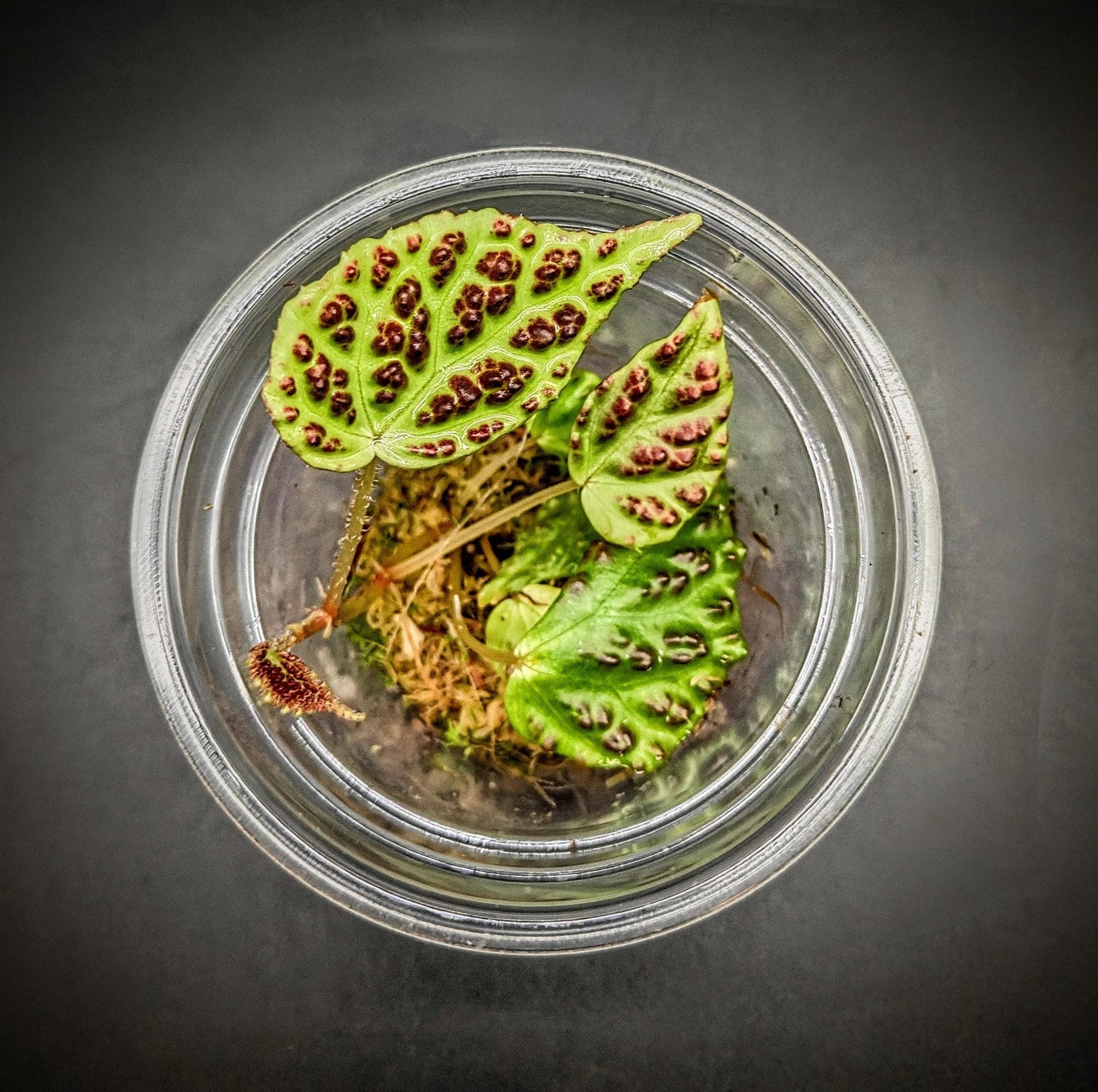 Begonia dracopelta ( rare terrarium plant )