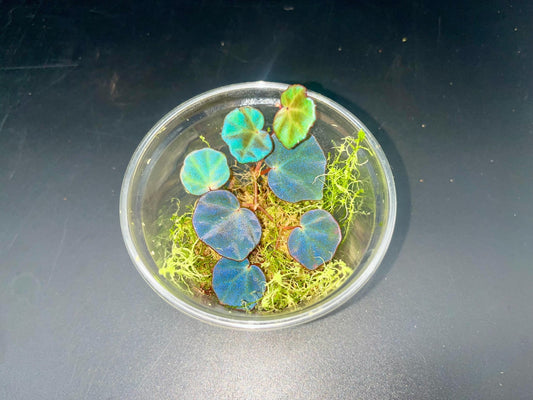 Begonia sp. ‘sarawak’ ( rare iridescent terrarium plant )