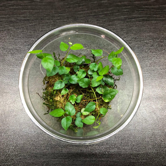 Ficus pumila var. minima (rare terrarium plant)
