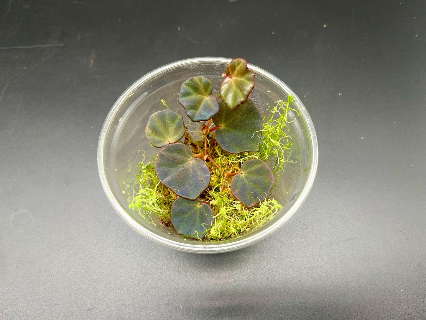 Begonia sp. ‘sarawak’ ( rare iridescent terrarium plant )