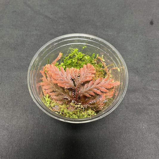 Selaginella SP Malaysia/Bronze (Rare iridescent terrarium plant)