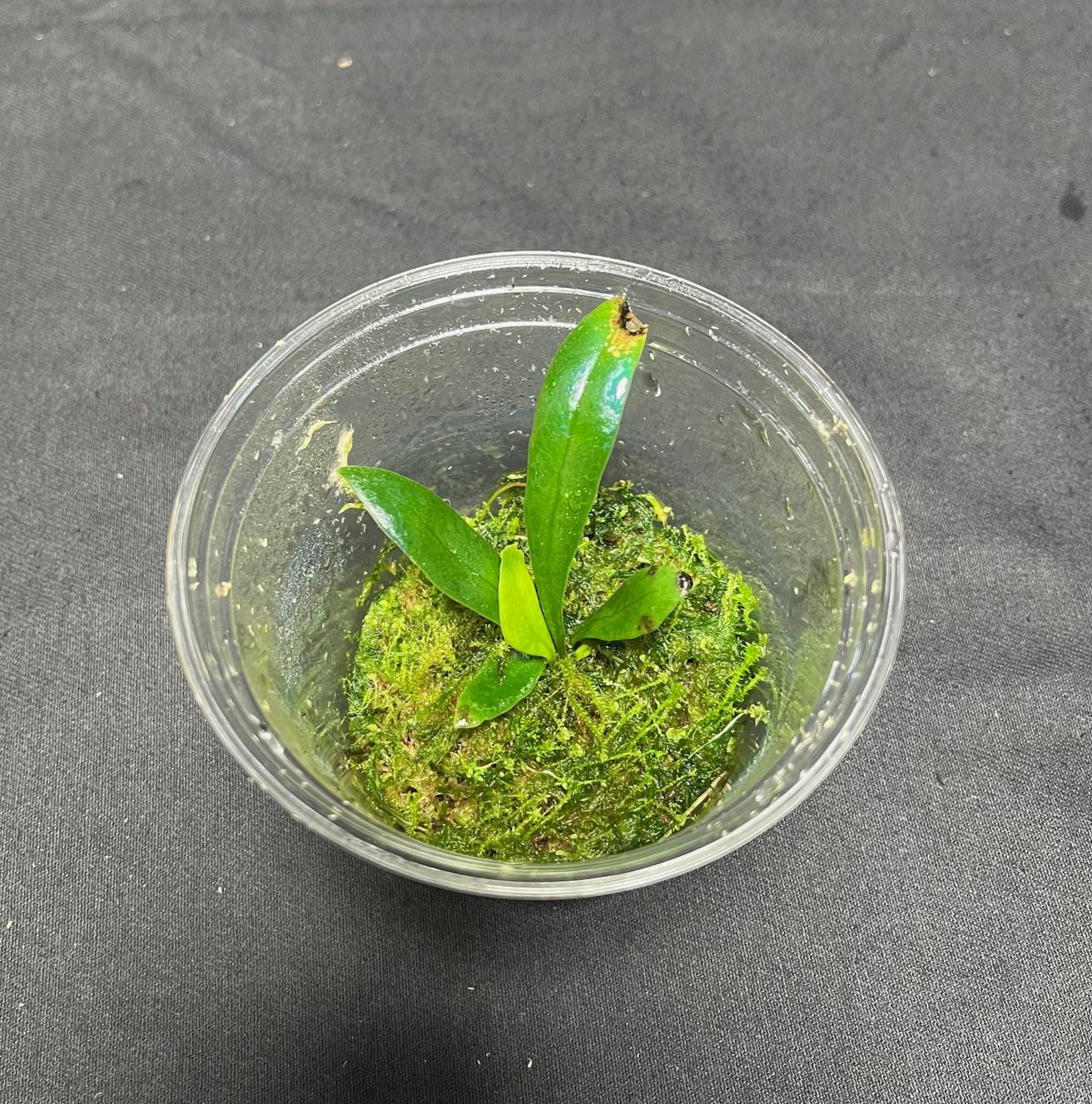 Microsorum thailandicum  - UK grown  - Blue oil fern - baby plant  (Ultra-Rare iridescent Terrarium plant)