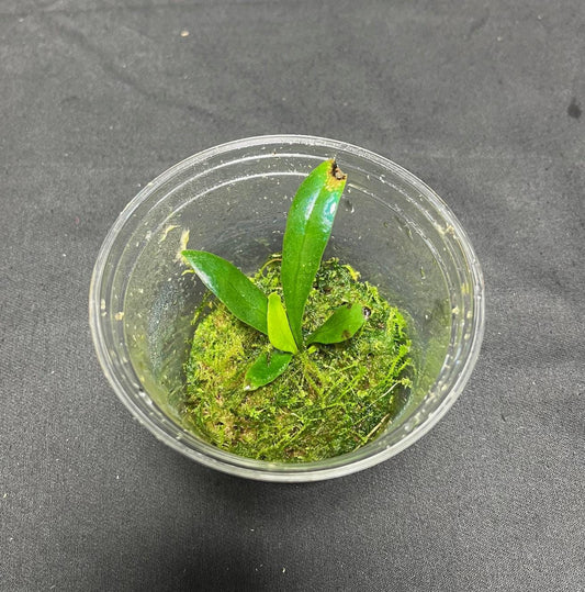 Microsorum thailandicum  - UK grown  - Blue oil fern - baby plant  (Ultra-Rare iridescent Terrarium plant)