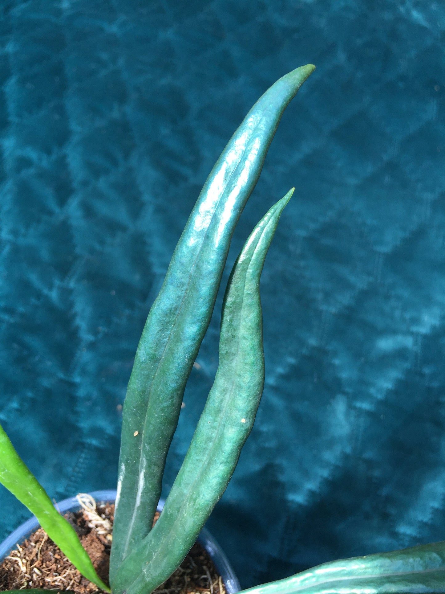 Microsorum thailandicum  - UK grown  - Blue oil fern - baby plant  (Ultra-Rare iridescent Terrarium plant)