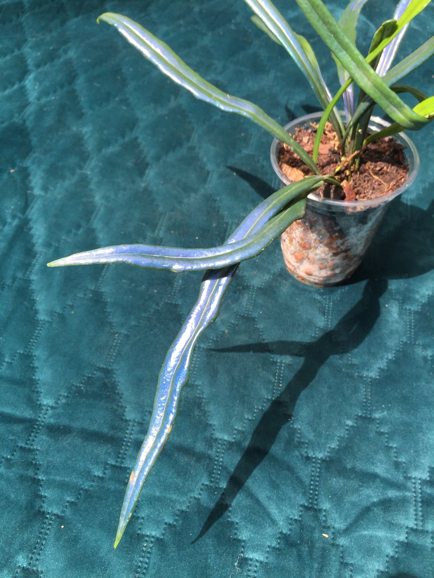 Microsorum thailandicum  - UK grown  - Blue oil fern - baby plant  (Ultra-Rare iridescent Terrarium plant)