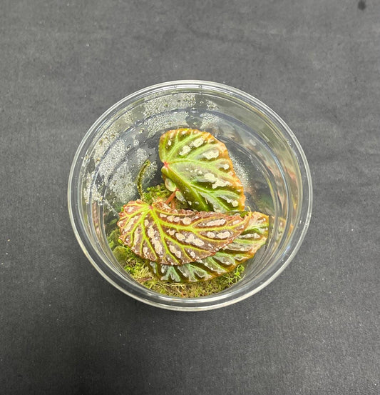 Begonia Dracopelta x Mantuk ( rare iridescent terrarium plant )