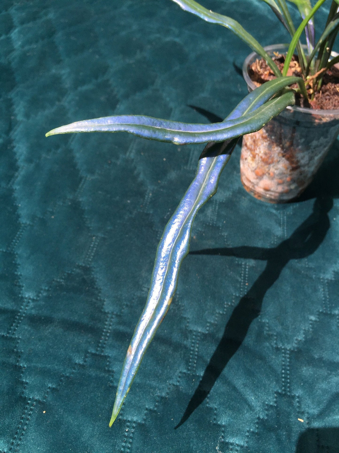Microsorum thailandicum  - UK grown  - Blue oil fern - baby plant  (Ultra-Rare iridescent Terrarium plant)