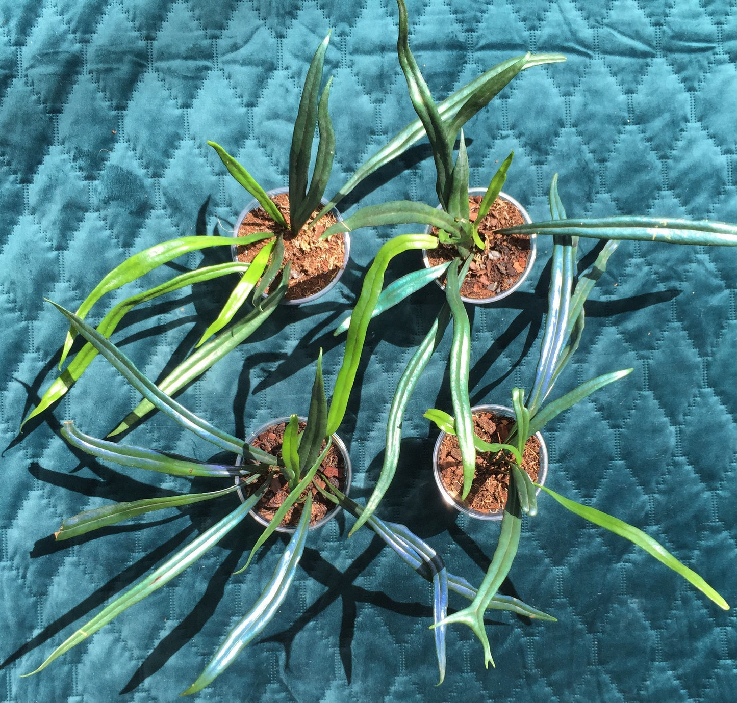 Microsorum thailandicum  - UK grown  - Blue oil fern - baby plant  (Ultra-Rare iridescent Terrarium plant)