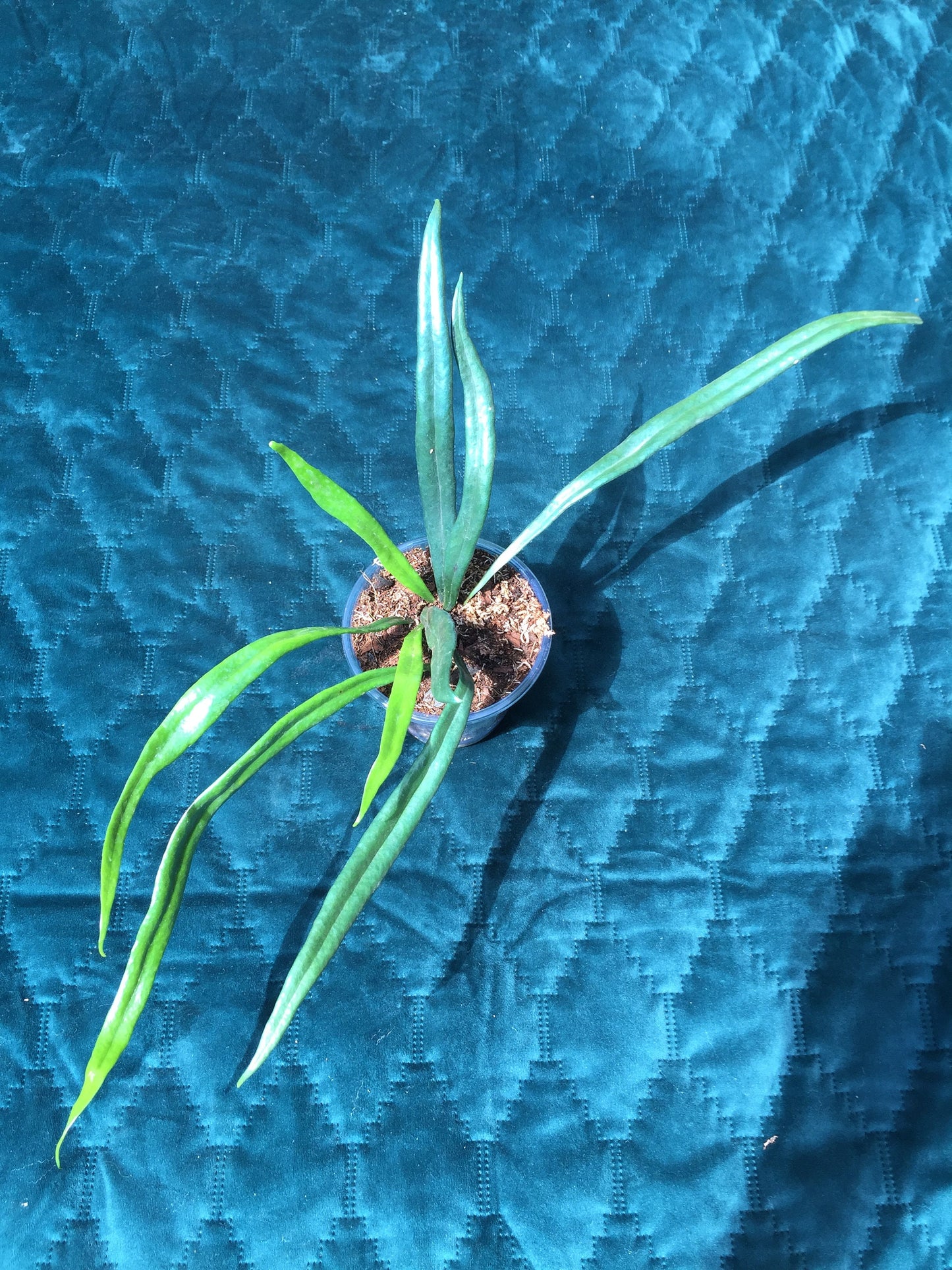 Microsorum thailandicum  - UK grown  - Blue oil fern - baby plant  (Ultra-Rare iridescent Terrarium plant)