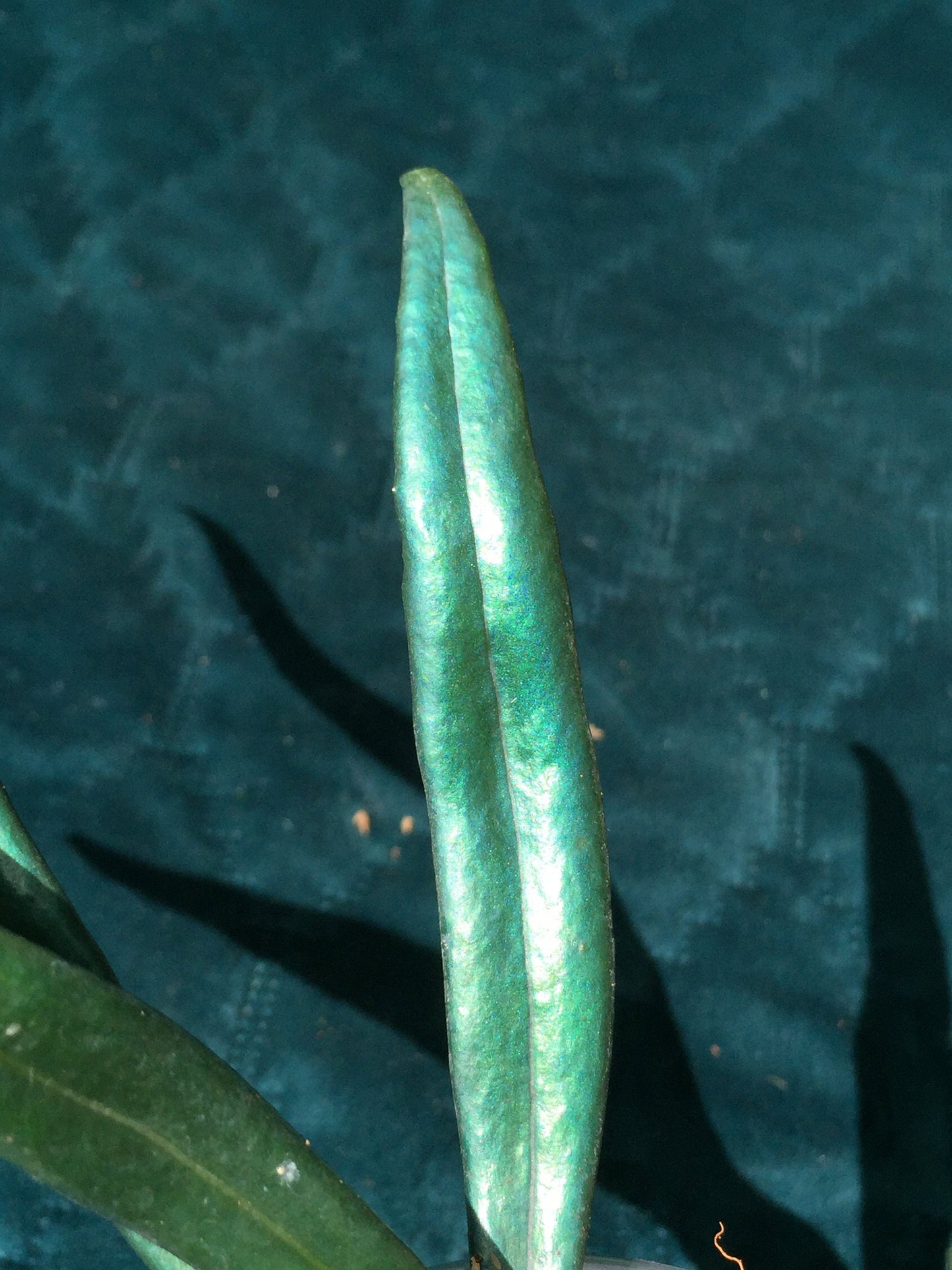 Microsorum thailandicum  - UK grown  - Blue oil fern - baby plant  (Ultra-Rare iridescent Terrarium plant)