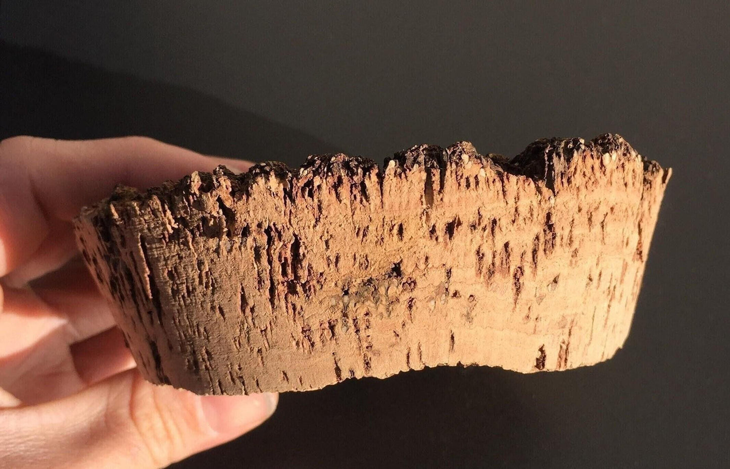 Bark topped cork terrarium lid (bottom diameter approx 106mm)