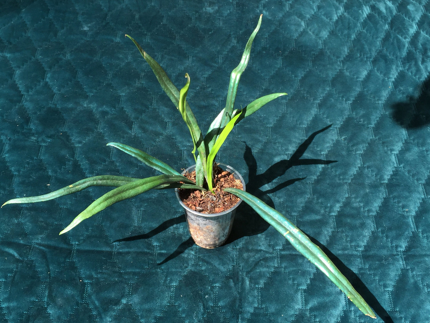 Microsorum thailandicum  - UK grown  - Blue oil fern - baby plant  (Ultra-Rare iridescent Terrarium plant)