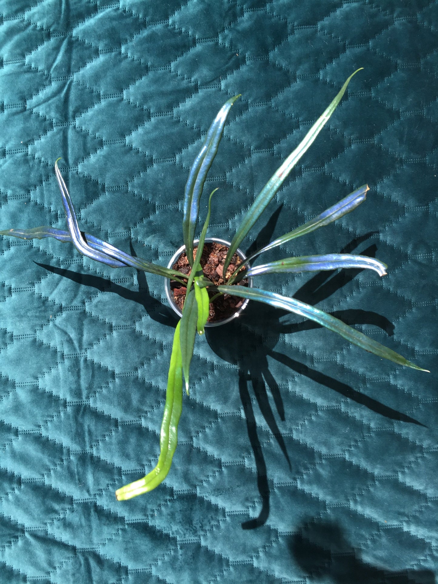 Microsorum thailandicum  - UK grown  - Blue oil fern - baby plant  (Ultra-Rare iridescent Terrarium plant)