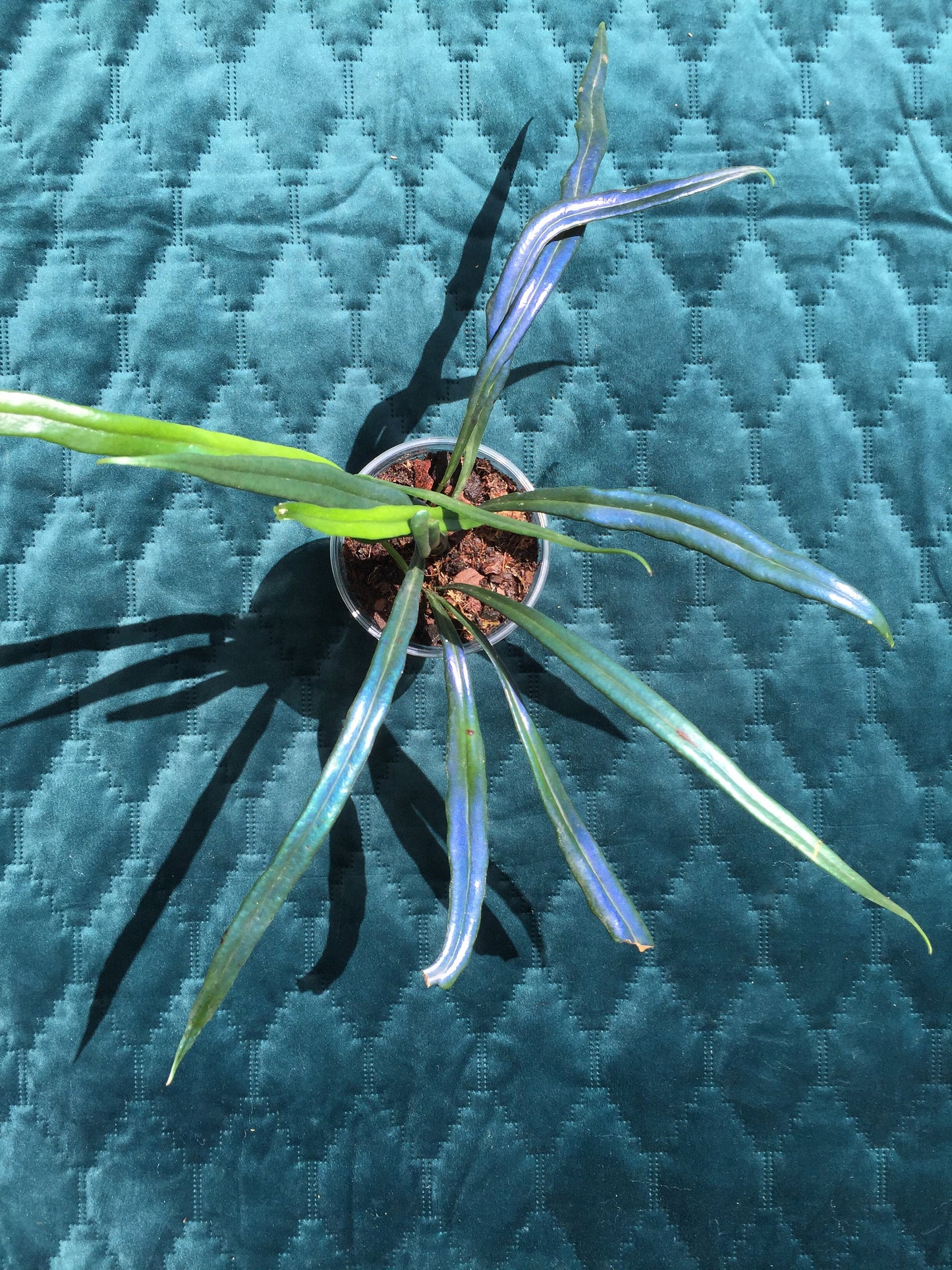 Microsorum thailandicum  - UK grown  - Blue oil fern - baby plant  (Ultra-Rare iridescent Terrarium plant)