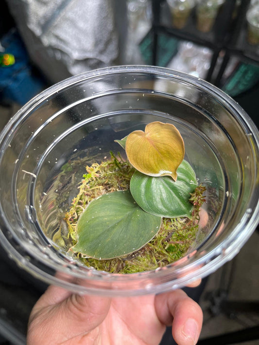 Philodendron sp. ‘mini morona santiago canyon