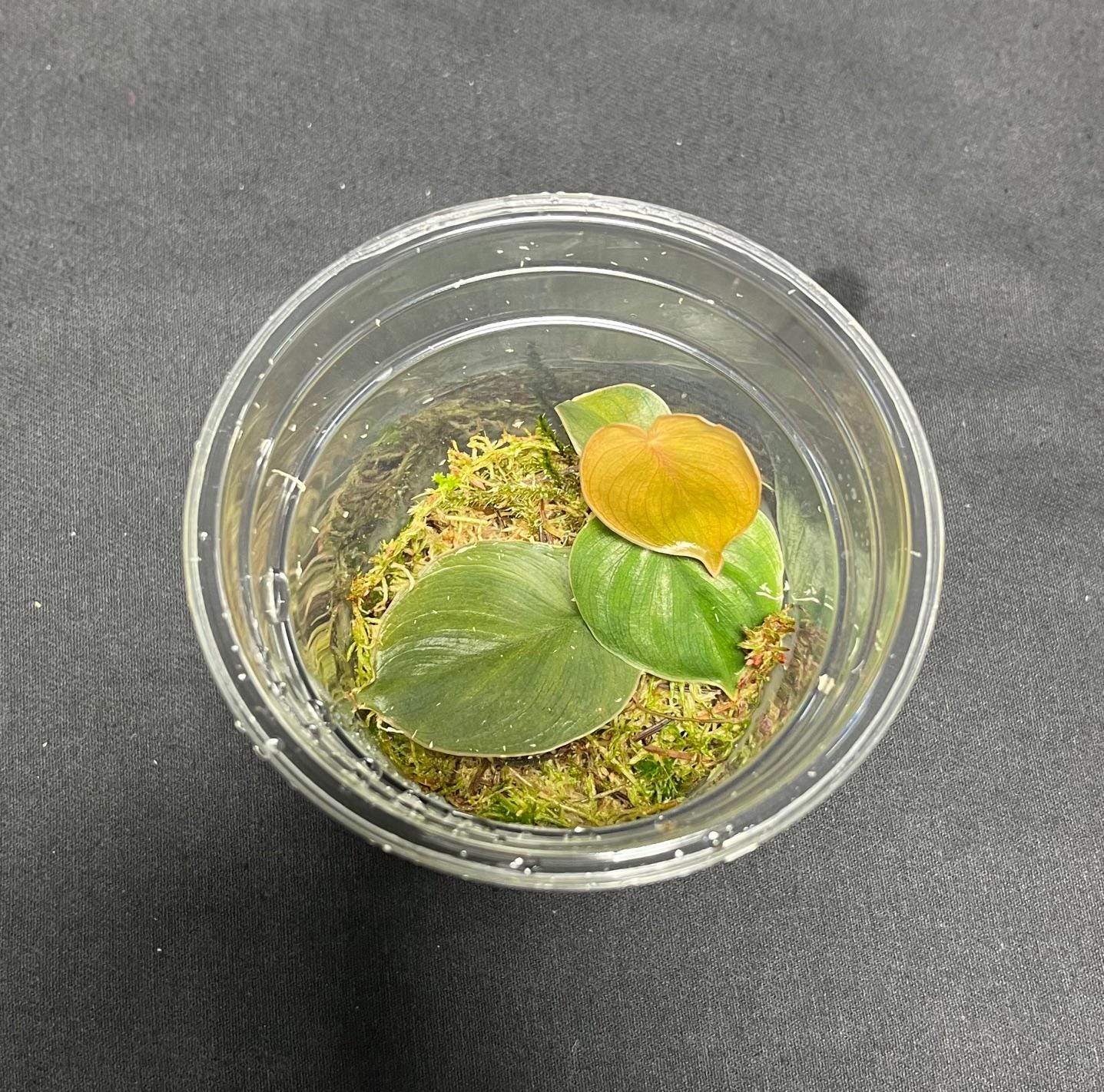 Philodendron sp. ‘mini morona santiago canyon