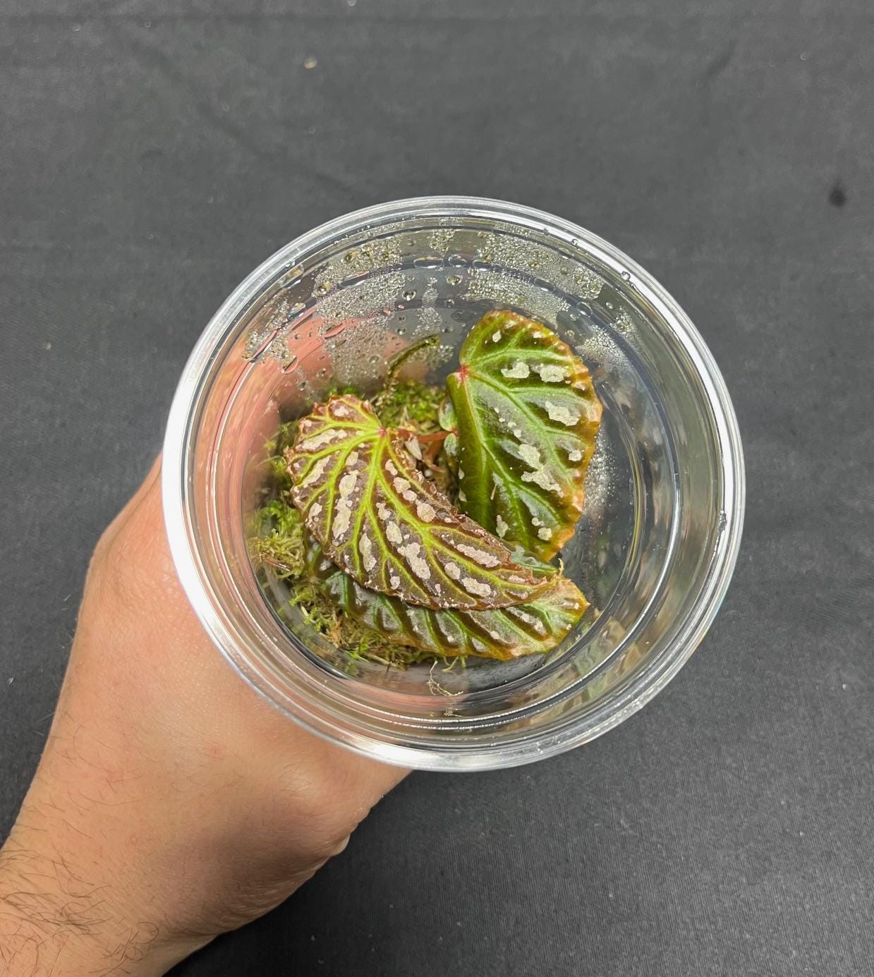 Begonia dracopelta x mantuk ( rare iridescent terrarium plant )