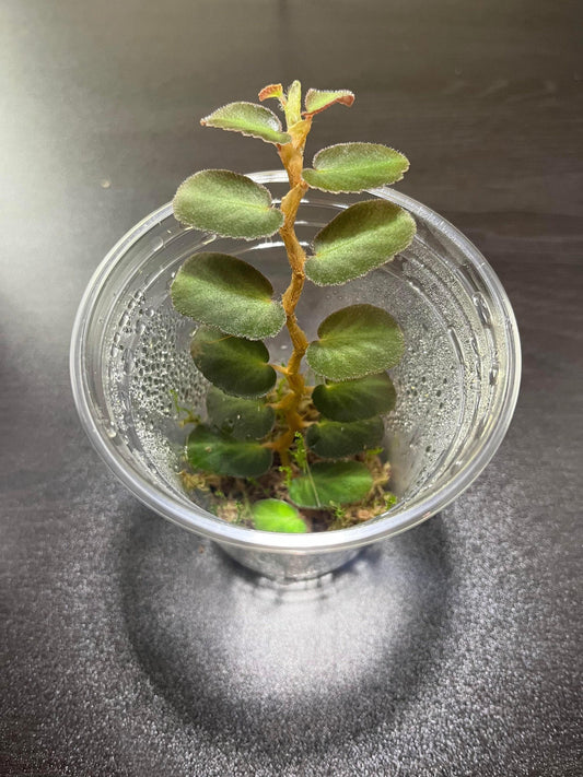 Begonia thelmae ( rare terrarium plant )