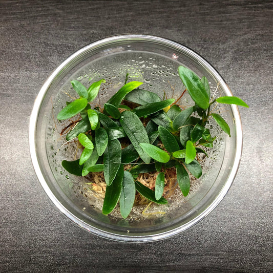 Ficus punctata "panama and quot; (rare terrarium plant)