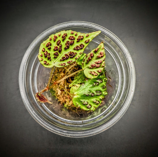 Begonia dracopelta ( rare terrarium plant )